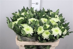Chr G Zembla Lime 70cm 85gram