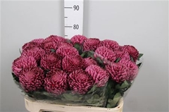 Chr G Bigoudi Purple 75cm 100gram