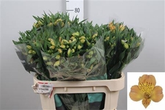 Alstr Aurora 75cm 80gram