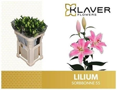 Li Or Sorbonne 85cm 45+