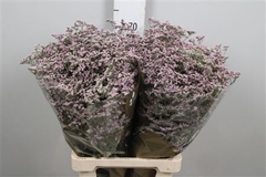 Lim Saf Oshi Pink 70cm 35gram