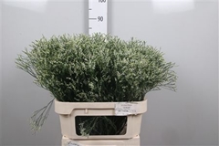 Lim Sin Clear Diamon 80cm 30gram