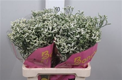 Lim Sin China White 70cm 35gram