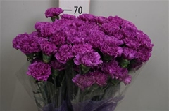 Di St Fl Moonlite 70cm 23