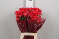 Di St Other 70cm 20gram 23