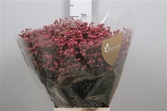 Lim Sin Max Diamon 70cm 25gram