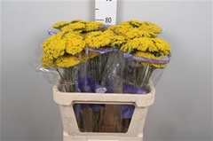 Achil F Park Variety 80cm