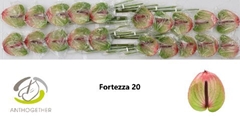 Anth A Fortezza 9cm Ø