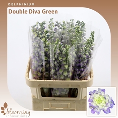 Delph Du Diva Green 90cm 23