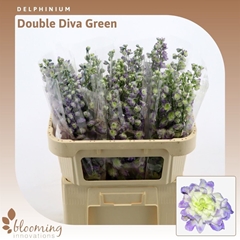 Delph Du Diva Green 70cm 23