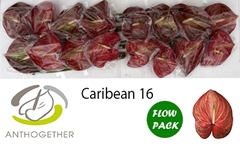Anth A Caribean 11cm Ø