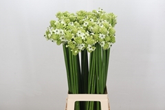 Ornit Arabicum 80cm
