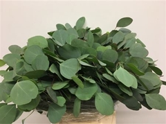 Euc Polyanthemo P Bs 50cm 150gram