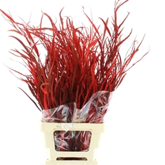 Eucalyp Klb Bs H% 70cm 200gram
