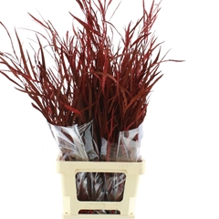 Eucalyp Klb Bs H% 70cm 200gram