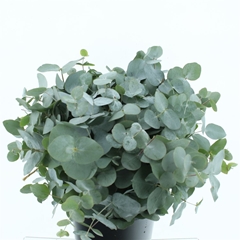 Euca Cinerea P Bunch 55cm 200gram