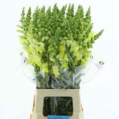 Antir Opus Yellow 70cm