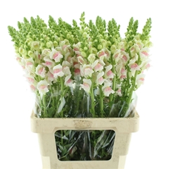 Antir Opus Appleblos 70cm