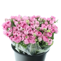 Ran Elegance Hot Pin 35cm 25gram