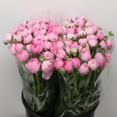 Ran Elegance Pink 40cm 33gram