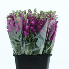 Matth Iron Rose 65cm 24