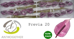 Anth A Previa 9cm Ø