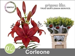 Li La Corleone 90cm 55+