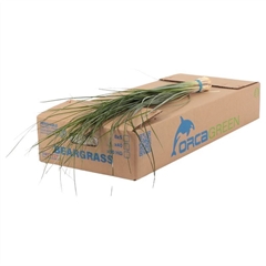 Xerophyl Beargras Bs 75cm