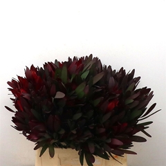 Leucad Safari Sunset 40cm