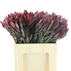 Leucad Safari Sunset 60cm