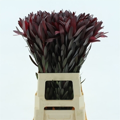 Leucad Safari Sunset 70cm
