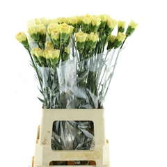 Di St Janeiro 70cm 24