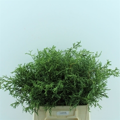 Cham Ob N Grac P Bs 40cm