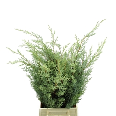 Cupres Ar Glauca Bs 40cm