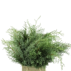 Cupres Sempervirens 50cm