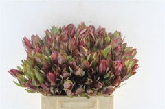 Leucad Senorita 40cm