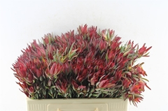 Leucad Sal Blush 50cm