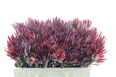 Leucad Sal Blush 50cm