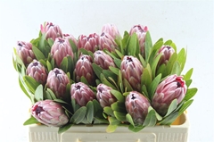 Protea Pink Ice 50cm