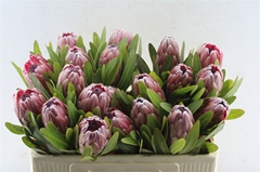 Protea Pink Ice 50cm