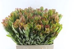 Leucad Safari Goldst 60cm