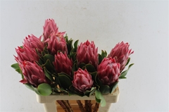 Protea Red Rex 60cm