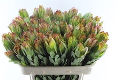 Leucad Safari Goldst 70cm
