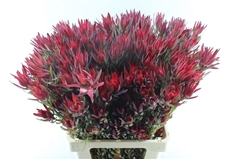 Leucad Sal Blush 70cm