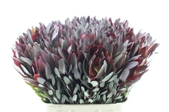 Leucad Safari Sunset 80cm