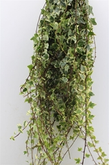 Hedera H Blad 100cm