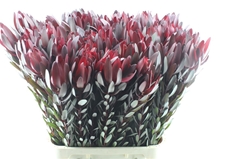 Leucad Safari Sunset 110cm