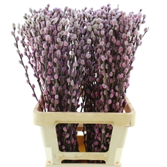 Salix 21% 70cm