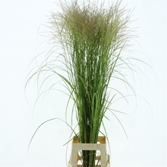 Misc Sinensis Ov 100cm