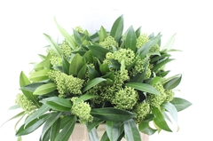 Skim C Kew Green Bunch 45cm